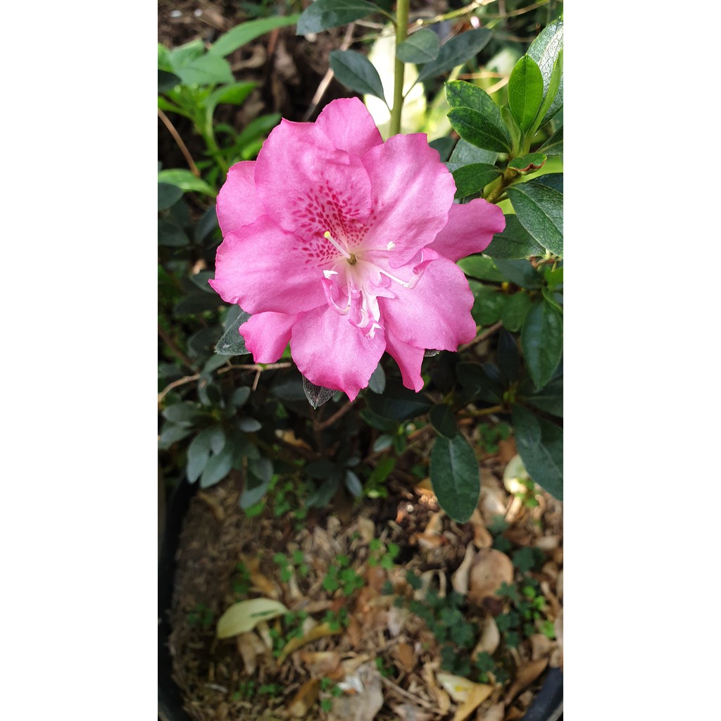 Bunga Azalea - Rhododendron - Rhodies - Tanaman Hias