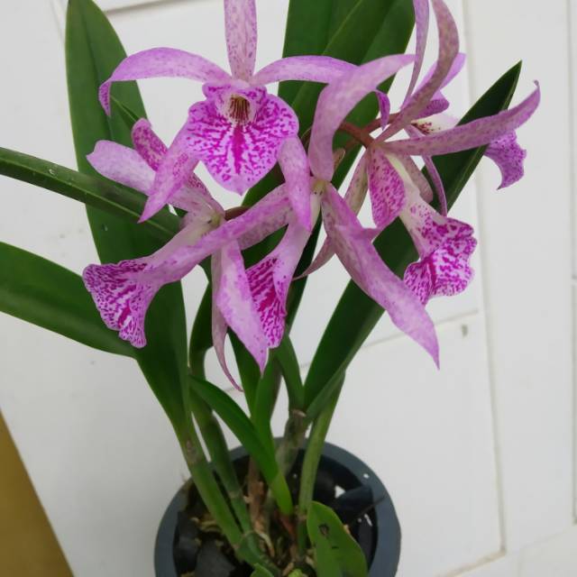 

Brassavola Maikay Mayumi