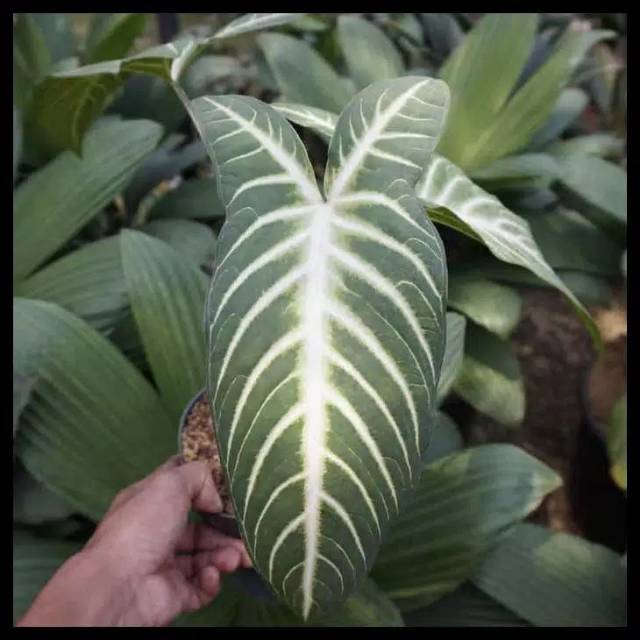 Tanaman Hias Caladium Lindenii Magnificum Keladi Zebra Shopee Indonesia