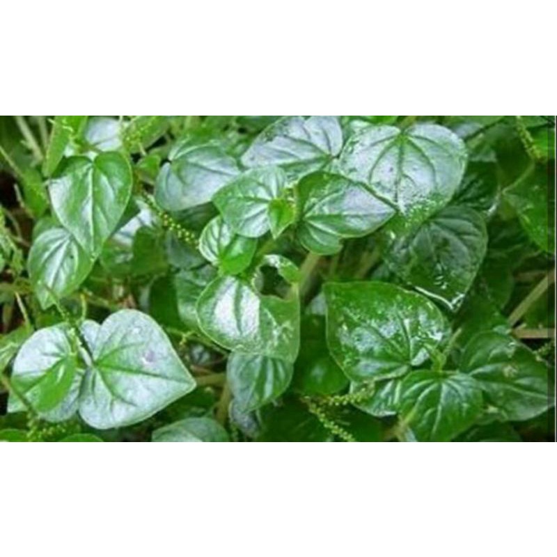 

daun sirih cina buat herbal 500gram⭐⭐⭐⭐⭐