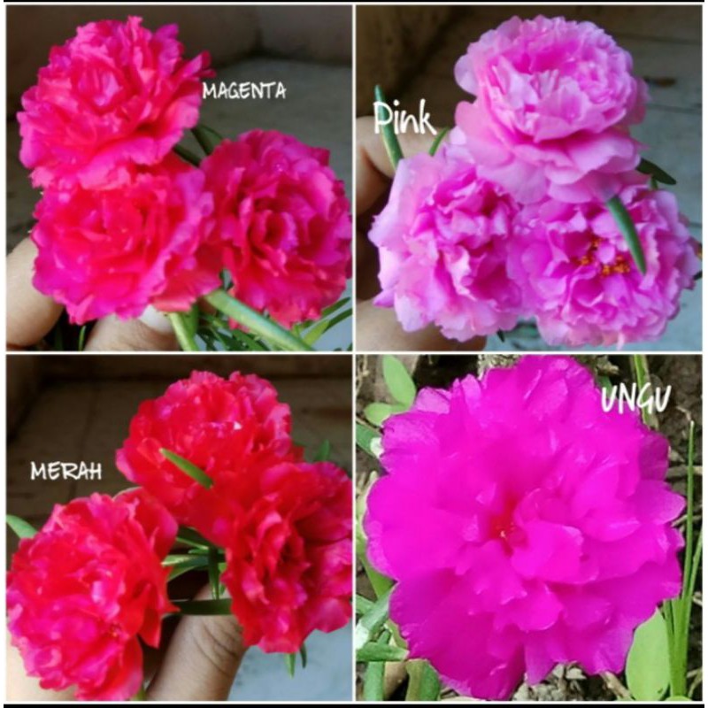 PROMO 4 JENIS KROKOT MOSSROSE BUNGA TUMPUK