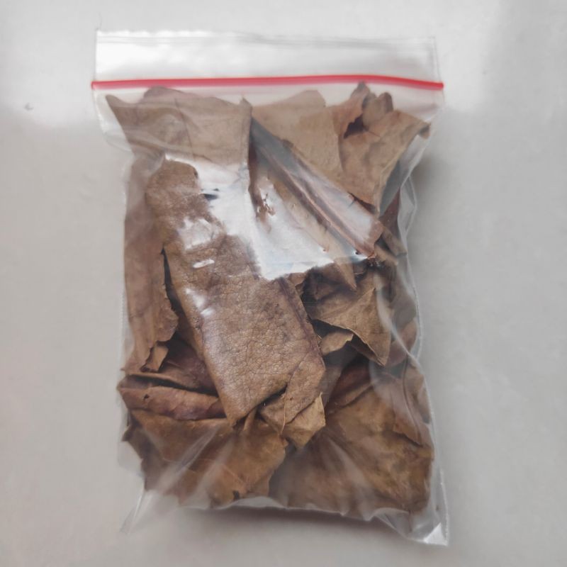 Jual Daun Ketapang Kering Ikan Cupang Shopee Indonesia