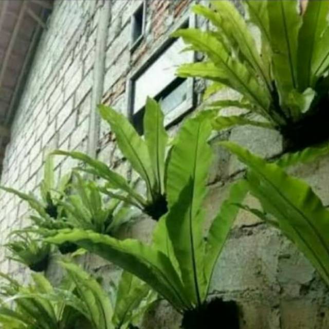 pakis kadaka-bibit tanaman hias pakis kadaka