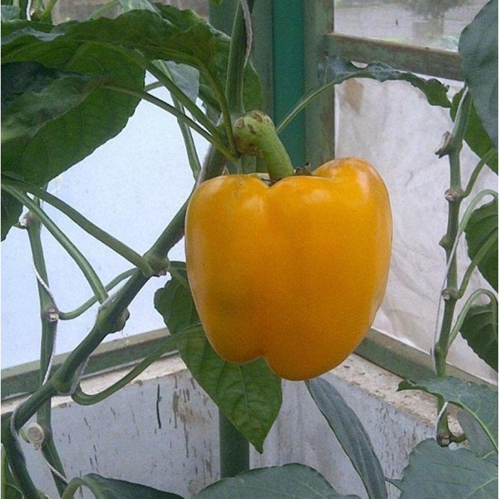 BENIH PAPRIKA KUNING BIBIT SAYURAN UNGGUL