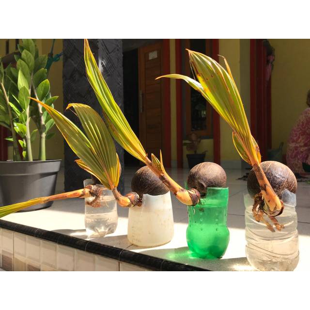 Bibit bonsai kelapa minion gading oren, kuning, hijau, dan coklat sudah berdaun & berakar - Bahan bo