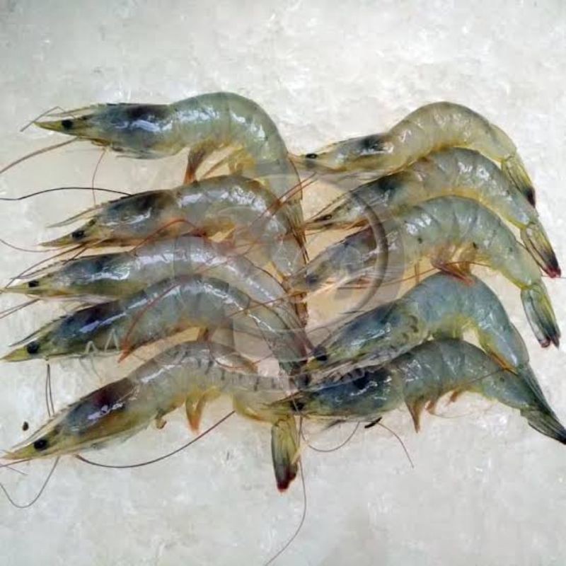

1 Kg Udang Vaname
