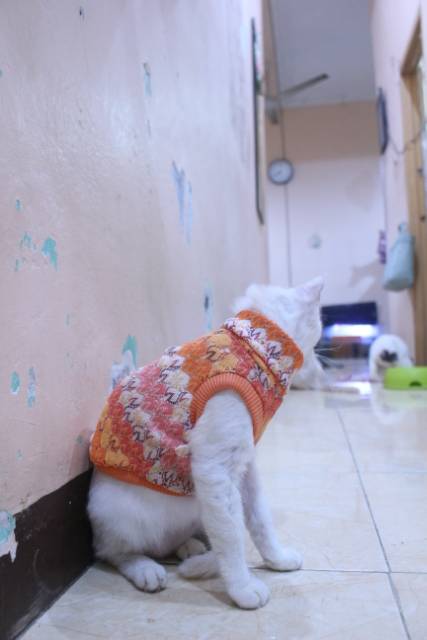 Baju rajut warna orange untuk kucing dan anjing / baju kucing murah size S M L XL