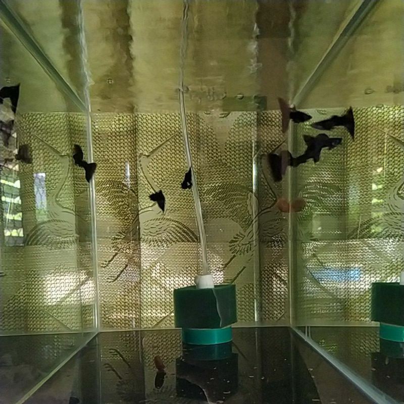 Ikan guppy BLACK MOSCOW