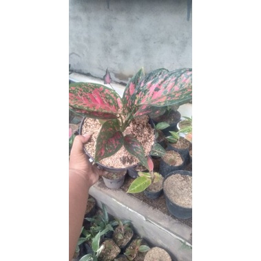 aglaonema red venus