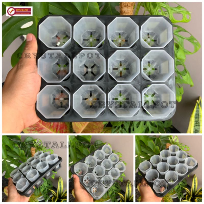 1 set tray + POT NKT PAGODA 5CM BENING TRANSPARAN | tray semai bibit