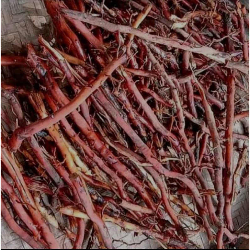 

akar pohon kelapa frees segar 500 gram