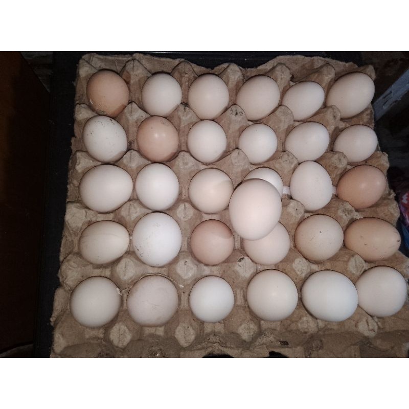 

Telur Ayam