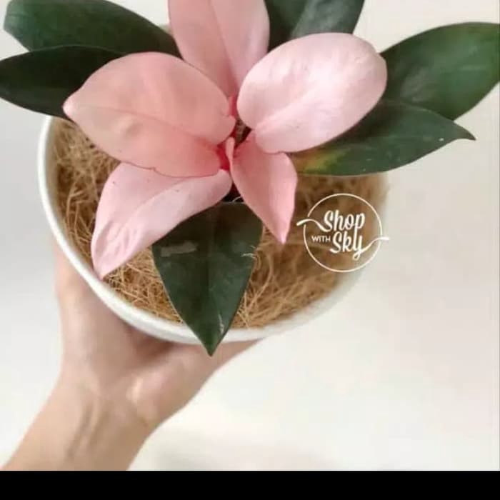tanaman hias bibit Philodendron pink kongo-Pink Congo-LTS