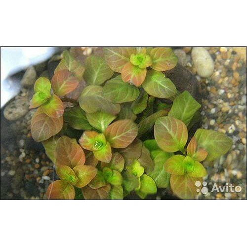 ludwigia atlantis