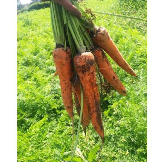 

wortel carrot sayuran segar 500gr