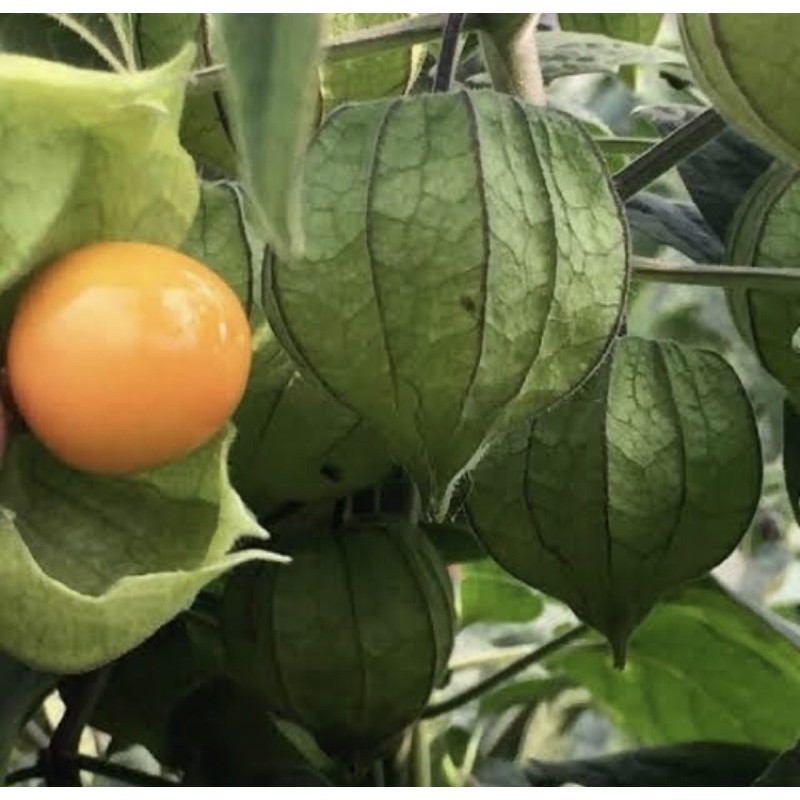 

CECENET / CIPLUKAN / GOLDEN BERRY 250 GRAM