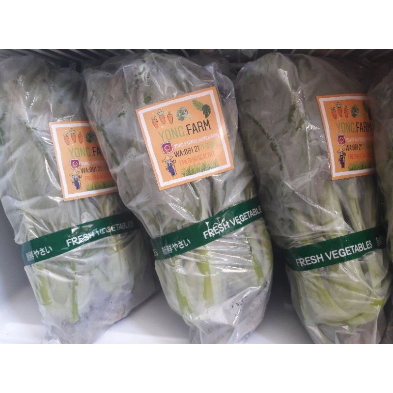 

Sayur PakCoy Hidroponik