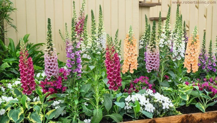 Haira Seed Bibit-Biji Bunga Foxglove Mix