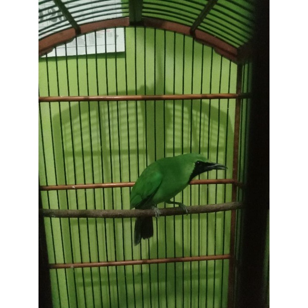 Cucak Ijo Jatim Gacor