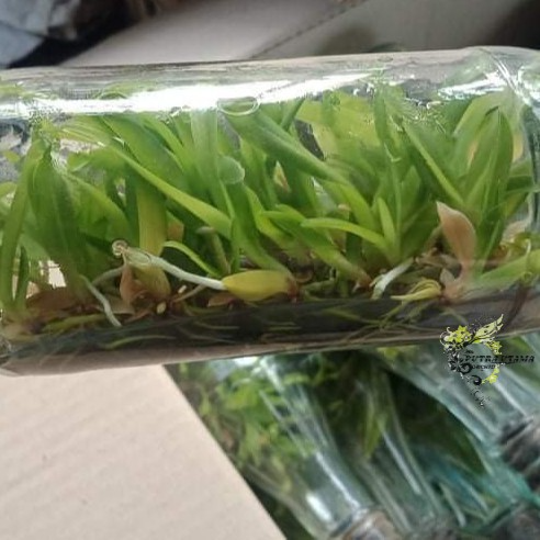Bibit Anggrek Dendrobium Bulat Dalam Botol Murah
