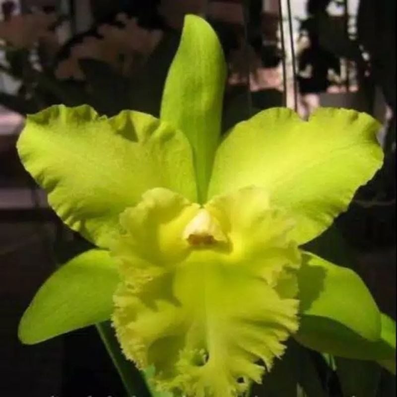 anggrek catty cattleya prada green / green witch dewasa