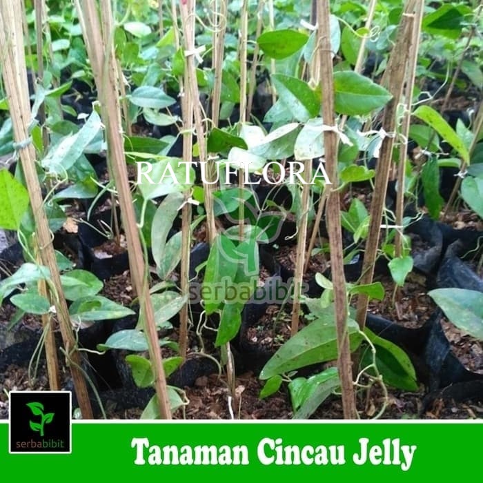 tanaman herbal cincau jelly - pohon cincau jelly