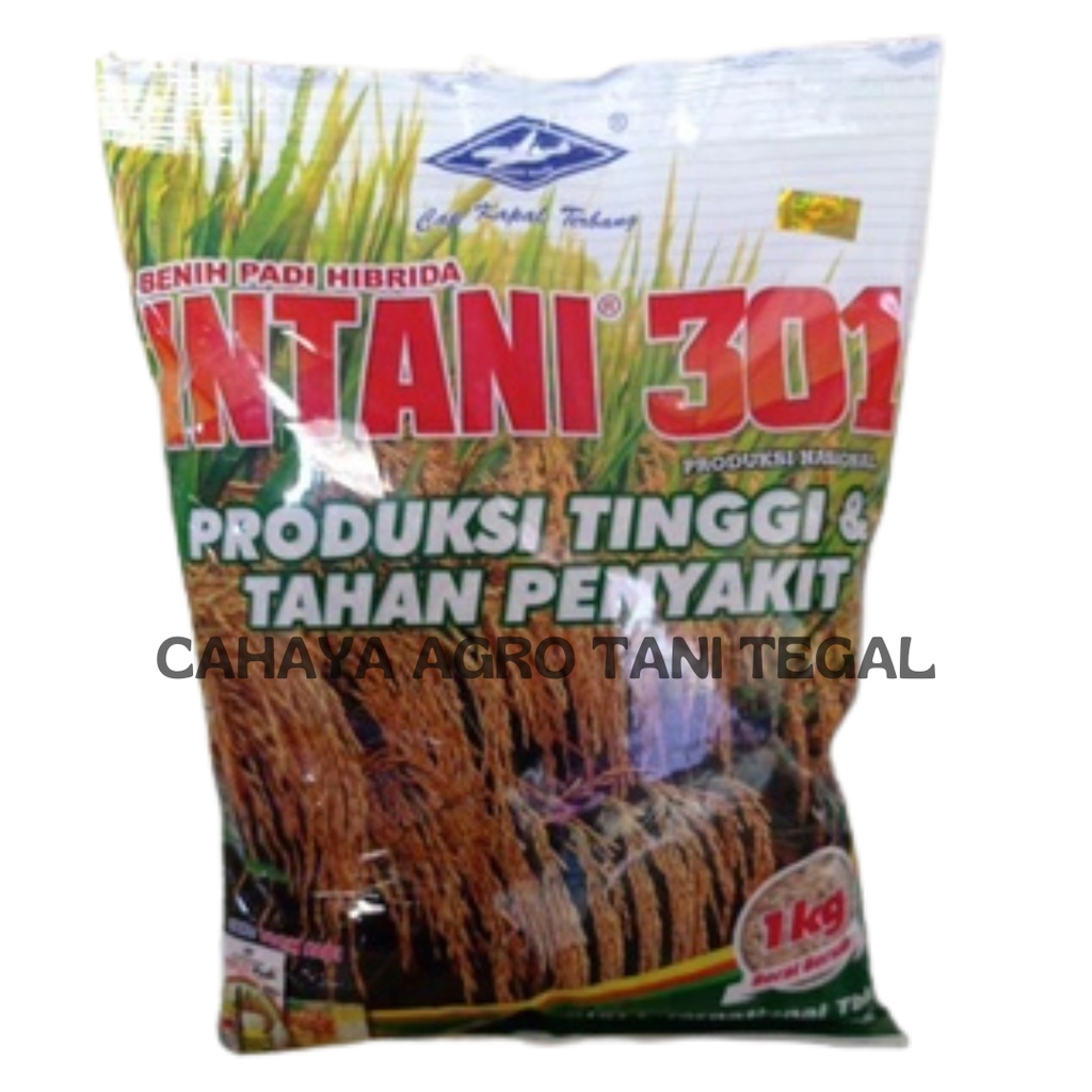 Benih Padi Hibrida INTANI 301 1kg Padi Genjah