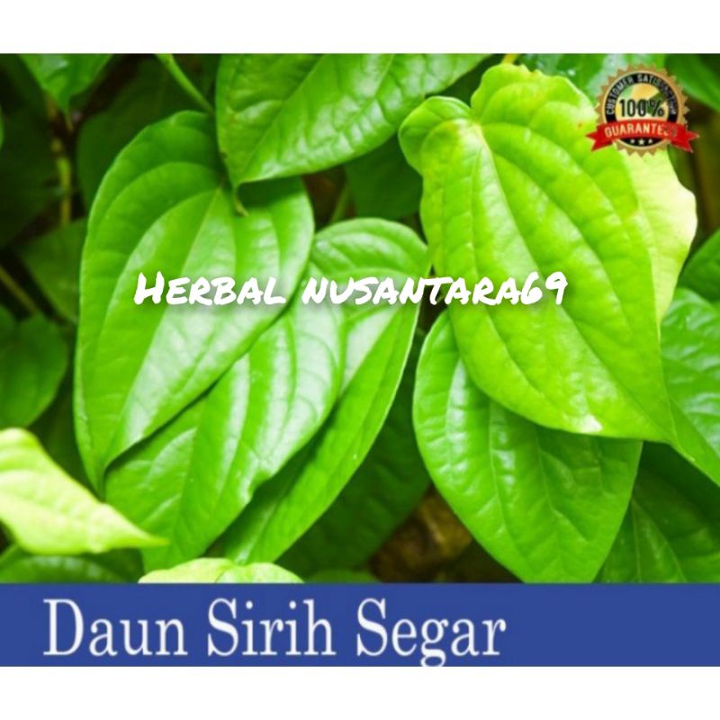 

Paket Hemat 50 Lembar Daun Sirih Fres Petik Langsung