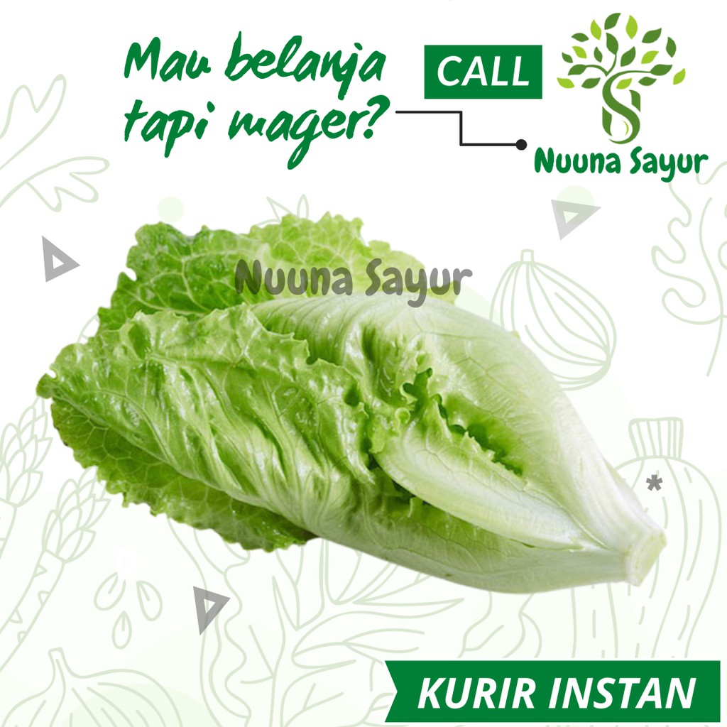 

SAYUR SAYURAN SEGAR SELADA LETUCE SELADA LETTUCE KERITING HIJAU SERANG