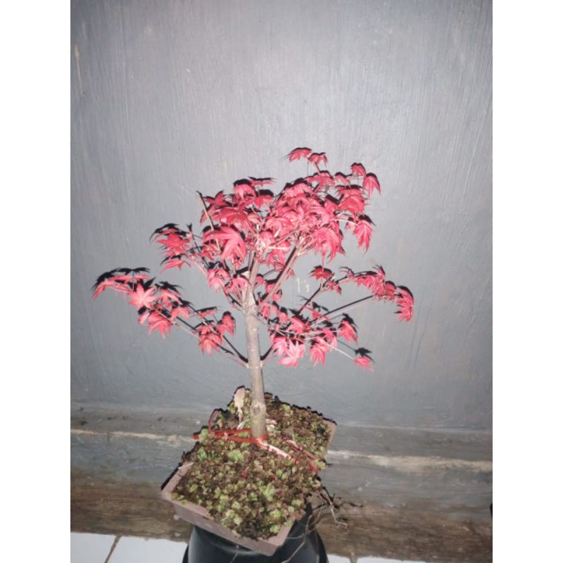Pohon Maple/ Japanese Red Maple