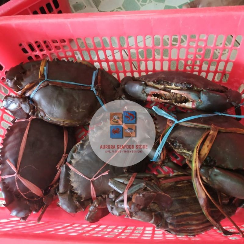 

Kepiting bakau hidup 1 kg isi 2 ekor (500 gram/pcs)