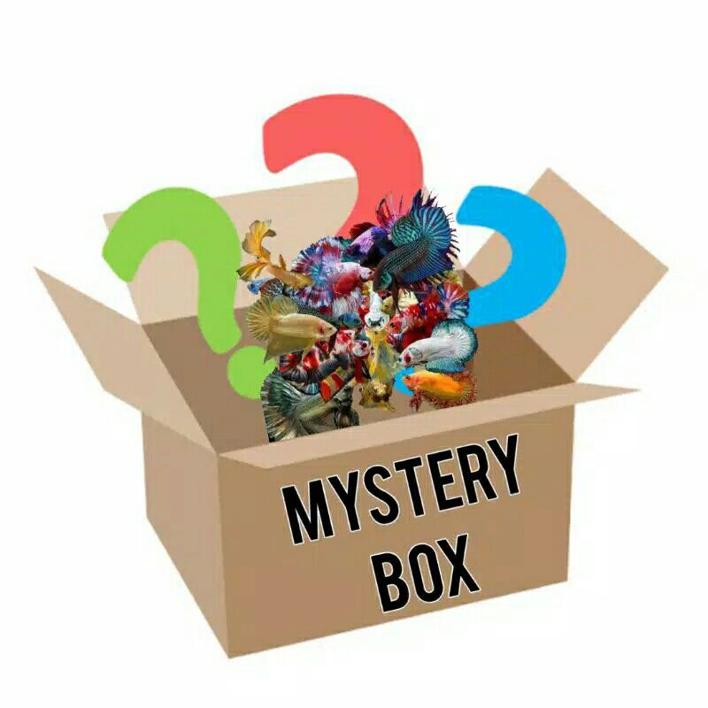 MYSTERY BOX PLAKAT,HALFMOON (Avatar, BR, Nemo, Dumbo ear, Fancy, Multicolor, Cupang Fight dll)