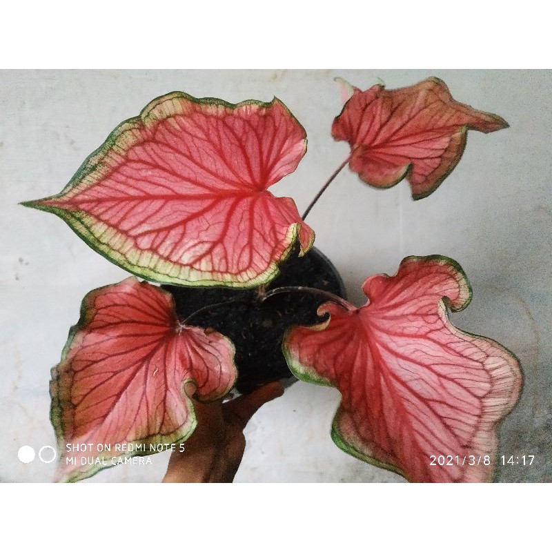 Red Jaguar Caladium