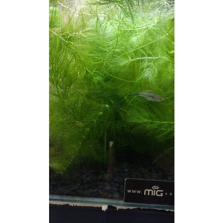 Ganggang Ekor Tupai / Demersum / Ganggang air