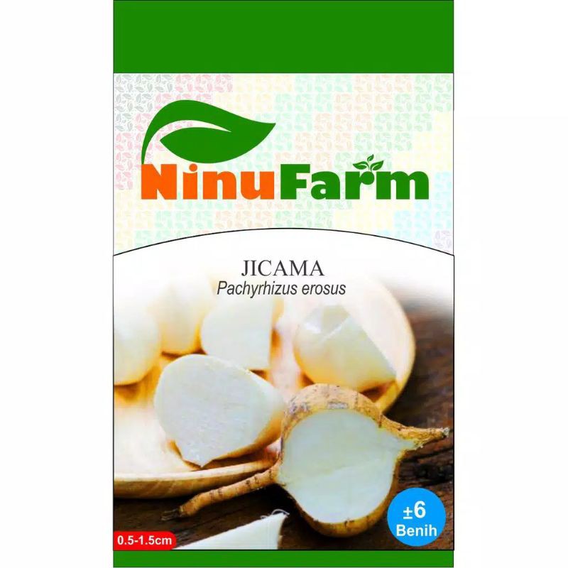 BENIH BENGKOANG / BIBIT BENGKOANG JICAMA