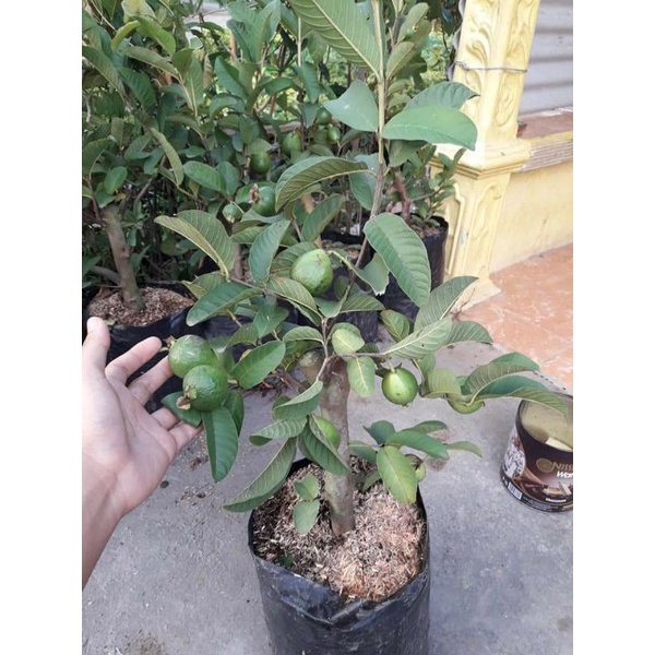 Bibit jambu kristal kondisi berbuah