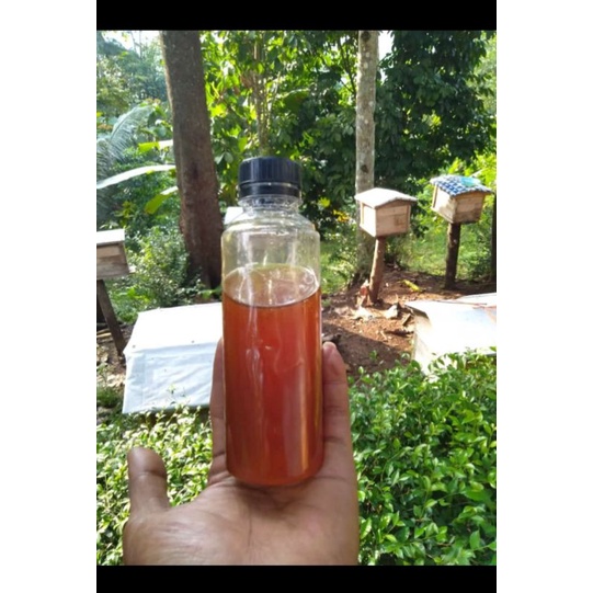 

madu tawon laler/ondoan