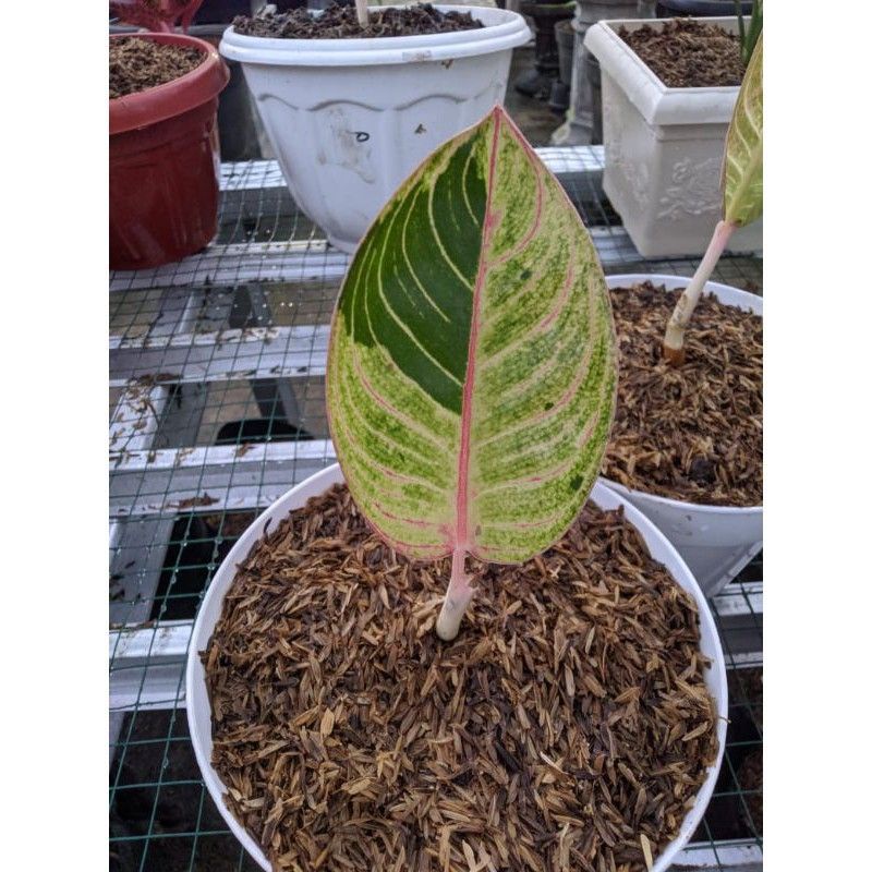 MURAH ANAKAN/BABY AGLONEMA ROMANTIC LOVE DAUN 1/2