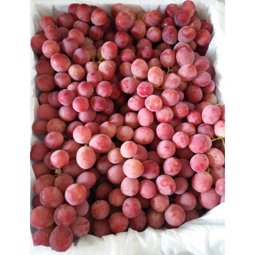 

Anggur Red Globe USA 8,5 Kg Manis, Garing, Dan Harga Gudang!