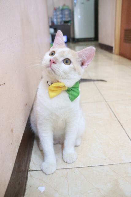 Dasi half bowtie lucu untuk kucing dan anjing size kitten and adult