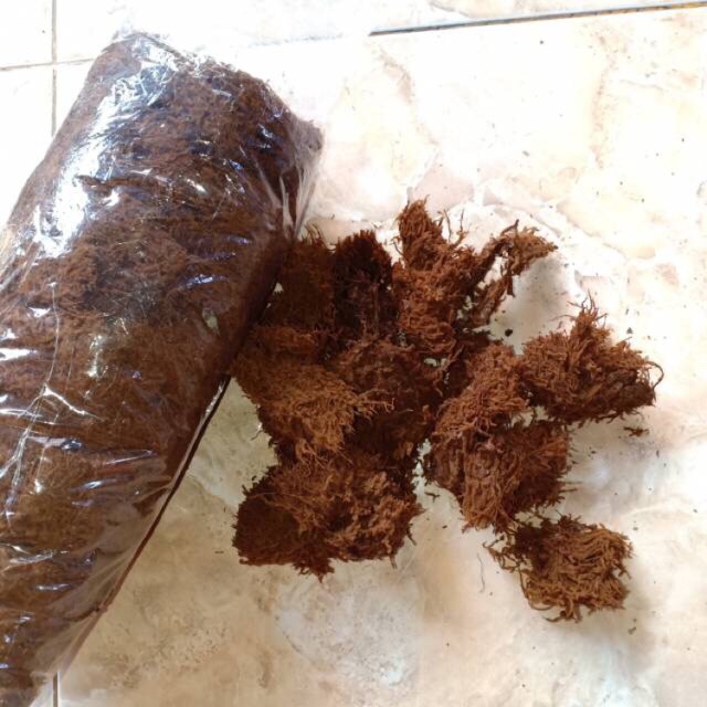 akar kadak media tanam anggrek siap pakai