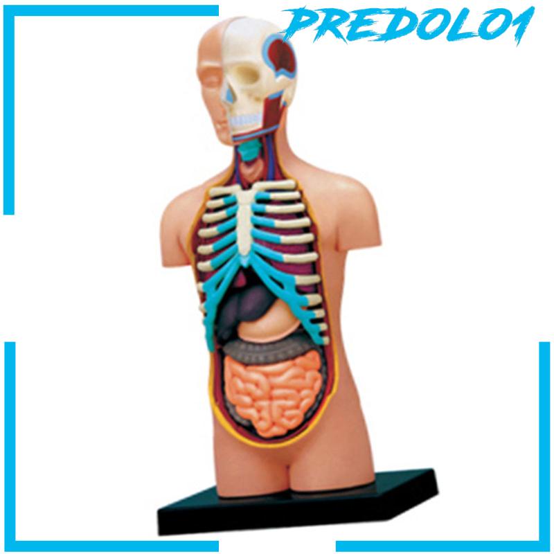 Human Body Organ Model Anatomical Model Learning Puzzle Toy