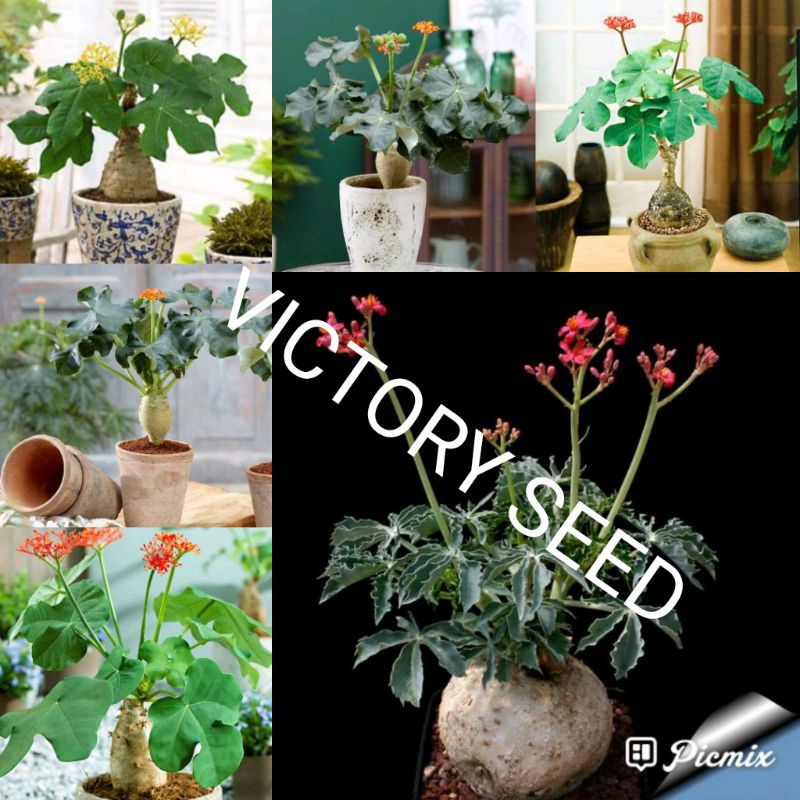 Victory Seed - Bibit Benih Jarak Bali (Isi 2 Biji)