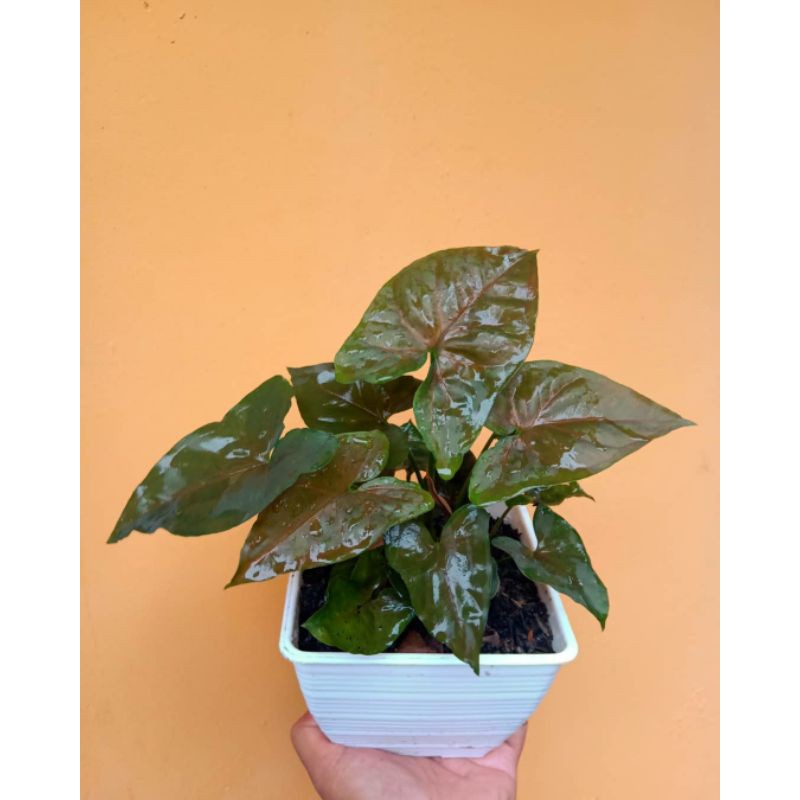 TANAMAN HIAS SYNGONIUM MARIA ALUSSION