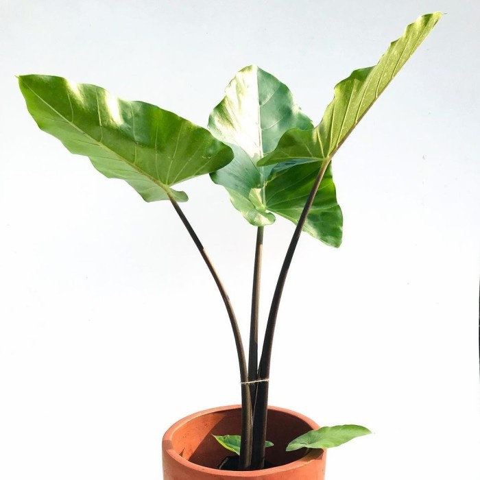 Sente Hitam, Sente Hijau, Macrorrhiza Variegata, Sente Variegata