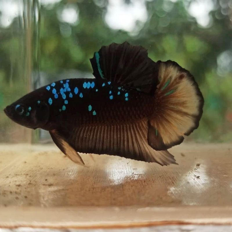 Cupang Avatar Yellow Gordon - Spesial Grade