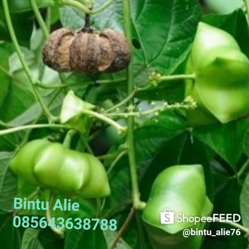Bibit Benih Kacang Sacha Inchi/kg