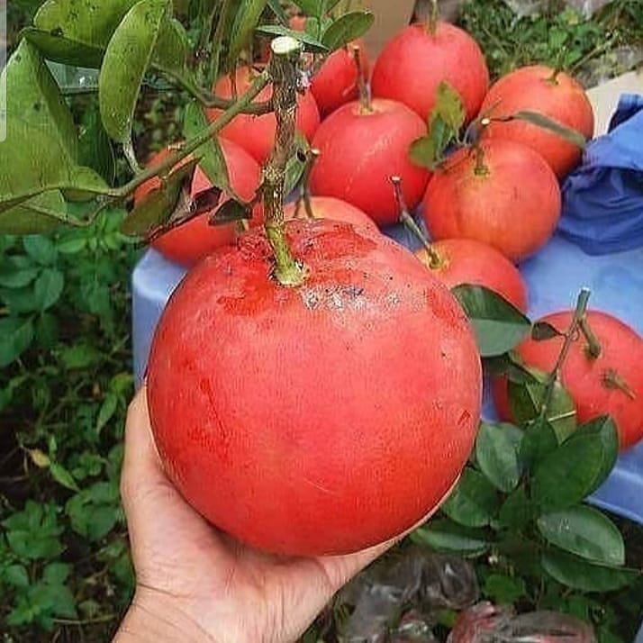 BIBIT JERUK BALI RED PAMELO CEPAT BERBUAH