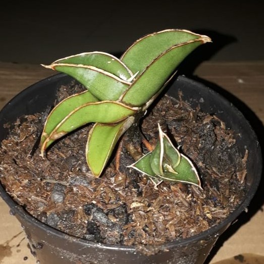 Sanseviera Rorida Indukan sudah 3 kali beranak / Sansivera Induknya aja