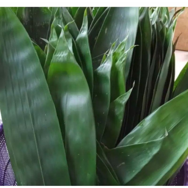 

DAUN BACANG / DAUN BAKCANG / DAUN KICANG / DAUN BAMBU / DAUN BUNGKUS